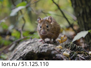 Wood mouse exploring fallen tree trunk in forest. Стоковое AI-изображение, AI-художник Иван Рябоконь / Фотобанк Лори