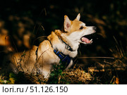 Side profile of corgi caught mid-yawn in sunlit woodland with dry grass and natural shadows. Стоковое фото, фотограф PAv / Фотобанк Лори