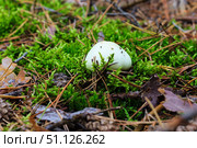 Pale toadstool in autumn forest. Стоковое фото, фотограф Емельянов Евгений Викторович / Фотобанк Лори