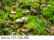 Pale toadstool in autumn forest. Стоковое фото, фотограф Емельянов Евгений Викторович / Фотобанк Лори