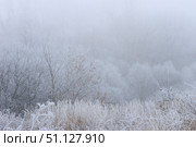 Trees covered with hoarfrost in a fog. Стоковое фото, фотограф Емельянов Евгений Викторович / Фотобанк Лори