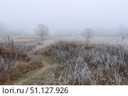 Trees covered with hoarfrost in a fog. Стоковое фото, фотограф Емельянов Евгений Викторович / Фотобанк Лори