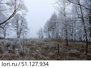 Trees covered with hoarfrost in a fog. Стоковое фото, фотограф Емельянов Евгений Викторович / Фотобанк Лори