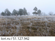 Trees covered with hoarfrost in a fog. Стоковое фото, фотограф Емельянов Евгений Викторович / Фотобанк Лори