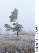 Trees covered with hoarfrost in a fog. Стоковое фото, фотограф Емельянов Евгений Викторович / Фотобанк Лори
