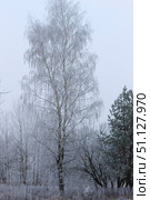 Trees covered with hoarfrost in a fog. Стоковое фото, фотограф Емельянов Евгений Викторович / Фотобанк Лори