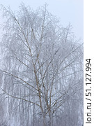Trees covered with hoarfrost in a fog. Стоковое фото, фотограф Емельянов Евгений Викторович / Фотобанк Лори
