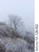 Trees covered with hoarfrost in a fog. Стоковое фото, фотограф Емельянов Евгений Викторович / Фотобанк Лори