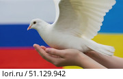Белый голубь на руках на фоне флагов России и Украины как символ мира. Стоковое AI-видео, аниматор Журавлева Кристина / Фотобанк Лори