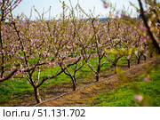 Blooming peach trees in early spring. Стоковое фото, фотограф Яков Филимонов / Фотобанк Лори