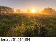 Sunrise on a field covered with flowering lupines in summer morning with fog. Стоковое фото, фотограф Емельянов Евгений Викторович / Фотобанк Лори