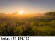 Sunrise on a field covered with flowering lupines in summer morning with fog. Стоковое фото, фотограф Емельянов Евгений Викторович / Фотобанк Лори
