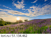 Sunset on a hill covered with lupines. Стоковое фото, фотограф Емельянов Евгений Викторович / Фотобанк Лори