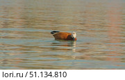 Two beautiful Ruddy Shelducks glide gracefully across a shimmering water surface, their vivid orange-brown plumage reflecting in the calm ripples of the lake. Стоковое видео, видеограф Воловодов Владимир / Фотобанк Лори