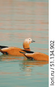Close-up of two elegant Ogar ducks gliding serenely across the sparkling water, their bright orange feathers contrasting beautifully with the calm turquoise surface of the lake. Стоковое видео, видеограф Воловодов Владимир / Фотобанк Лори