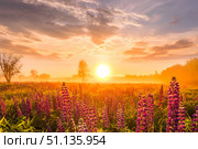 Sunrise on a field covered with flowering lupines in spring or early summer season with fog, cloudy sky and trees. Стоковое фото, фотограф Емельянов Евгений Викторович / Фотобанк Лори