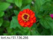 Цветок Цинния изящная, Zinnia elegans, род однолетних и многолетних трав и кустарников семейства сложноцветных. Стоковое фото, фотограф Андрей Цыганков / Фотобанк Лори