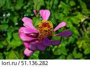 Цветок Цинния изящная, Zinnia elegans, род однолетних и многолетних трав и кустарников семейства сложноцветных. Стоковое фото, фотограф Андрей Цыганков / Фотобанк Лори