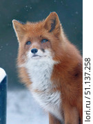 Лиса в Московском зоопарке.(лат. Vulpes vulpes) (2020 год). Редакционное фото, фотограф Шустикова Татьяна / Фотобанк Лори