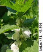 A close-up of a flowering white deadnettle (Lamium album), also known as deadnettle. The image clearly shows the fluffy white flowers and green leaves illuminated by the sun. The photo conveys the natural beauty of wild herbs, suitable for themes about botany, ecology, medicinal plants and the beauty of the wild. Bright natural light highlights the texture of the petals and the rich green color of the foliage. Стоковое фото, фотограф Анна Кривицкая / Фотобанк Лори
