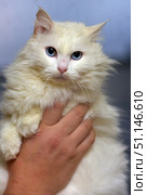 A white fluffy cat with different eyes - one blue, the other amber. The animal with long thick fur is held in hands, which emphasizes its softness and beauty. The cat's gaze is calm and at the same time expressive, creating a sense of wisdom and greatness. Multi-colored eyes make the image especially unusual and attractive. This photo is perfect for the theme of domestic animals, rare breeds, heterochromia, as well as for illustrations about care and love for pets. Стоковое фото, фотограф Анна Кривицкая / Фотобанк Лори