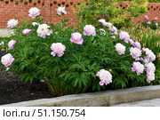 Peony bushes in the summer garden. The flowers of the peonies are red and white. A blooming garden in summer. Стоковое фото, фотограф Valeriy Lushchikov / Фотобанк Лори