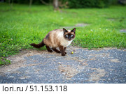 Бежево-черная кошка с голубыми глазами на улице летом. Стоковое фото, фотограф Диана Лукьянова / Фотобанк Лори
