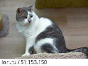 A domestic cat with a gray and white coat. The animal is sitting on a scratching post or play surface, the background is light laminate and elements of cat furniture. The cat looks calm and thoughtful, its gaze is directed to the side. White whiskers, soft thick fur and expressive eyes are clearly visible. The atmosphere of the photo is cozy and homely, ideal for illustrating themes related to pets, caring for animals, home comfort and love for cats. Стоковое фото, фотограф Анна Кривицкая / Фотобанк Лори