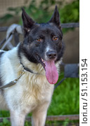 A black and white dog. The animal is standing outside, against a backdrop of green grass and a metal fence. The dog has large pointed ears, expressive brown eyes and a long protruding tongue, which emphasizes its playfulness and activity. The coat is thick, mostly white with black spots on the head and back. The dog is wearing a collar and leash, which emphasizes its status as a pet. The photo conveys the friendliness, lively character and energy of the animal. The photo is great for use in topics related to pets, dog walking, animal care and an active lifestyle. Стоковое фото, фотограф Анна Кривицкая / Фотобанк Лори