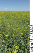 Vertical video of rural field with blooming rapeseed (Lat. Brassica napus) on sunny day. Family cruciferous or cabbage (Brassicaceae). Agricultural background. Concept of growing oilseed crops. Стоковое видео, видеограф Виктория Катьянова / Фотобанк Лори