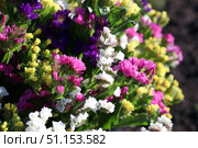 Летнее цветение разноцветных сухоцветов (лат. Limonium). Цветы кемрека в букете. Стоковое фото, фотограф Наталья Сухорукова / Фотобанк Лори