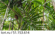 A tiny tarsier lurked under a large leaf. He covered his face with his paws. The nocturnal endemic animal Tarsius syrichta sleeps during the day. The background is green foliage. Philippines. Bohol. (2024 год). Стоковое фото, фотограф Вера Ивановна Кубарева / Фотобанк Лори
