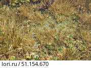 Wild plants and herbs growing in the mountains of the Caucasus. Rare flora, medicinal wild plants. Specially protected area of the reserve. Стоковое фото, фотограф Наталия Кирсанова / Фотобанк Лори