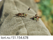 Insects, flies or gadflies on clothes. Wild biting insects. Animals and fauna of the middle latitudes. Стоковое фото, фотограф Наталия Кирсанова / Фотобанк Лори