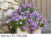 Фиолетовая петуния (лат. Petunia) Стоковое фото, фотограф Шустикова Татьяна / Фотобанк Лори