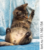 A small tabby kitten lying on its back on a soft blue blanket. Its pose is funny and relaxed: its paws are raised up, its tummy is open, and its gaze is directed to the side. The kitten demonstrates its playfulness and curiosity, creating a warm and cute atmosphere. The photo is taken close-up, which emphasizes the details of the fur, paws and expressive eyes of the animal. The background is plain, which focuses attention on the kitten itself. Стоковое фото, фотограф Анна Кривицкая / Фотобанк Лори