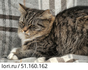 Fluffy gray-brown cat with white paws, resting on a checkered blanket. The cat has long hair with a thick undercoat, expressive ears with tassels and a thoughtful look, which gives the photo an atmosphere of coziness and calm. The animal lies on its side, curled up in a comfortable pose, demonstrating soft thick fur with a characteristic tiger pattern. The background is made in neutral gray tones, which emphasizes the cat and emphasizes its natural beauty. This image is suitable for use in projects about pets, coziness, care, cat shelters, as well as for advertising pet products. Стоковое фото, фотограф Анна Кривицкая / Фотобанк Лори