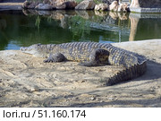 Nile crocodile in an enclosure at the zoo (lat. - Crocodylus niloticus) Стоковое фото, фотограф Irina Opachevsky / Фотобанк Лори
