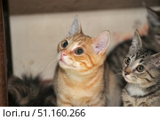 Two curious kittens looking up intently. In the foreground is a ginger kitten with expressive eyes and soft striped fur, next to it is a gray-striped kitten with a white chest and muzzle. Their large eyes convey a sense of curiosity and interest. The background is neutral, slightly blurred, allowing the focus to be on the animals. The photo is ideal for topics related to pets, animal care, veterinary medicine and the emotions that cats give. Стоковое фото, фотограф Анна Кривицкая / Фотобанк Лори