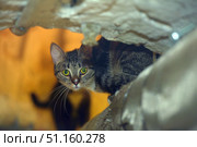 A wary gray tabby cat with green eyes, peeking out from a hiding place in a basement or utility room. The animal hides among pipes and concrete structures, creating an atmosphere of secrecy and tension. In the background, warm yellow-orange light adds contrast to the cool gray tones of the foreground. The cat's gaze is directed straight at the camera, which makes the photo expressive and emotional. The photo is perfect for topics related to homeless animals, urban exploration, or the contrast between wild and domestic. Стоковое фото, фотограф Анна Кривицкая / Фотобанк Лори