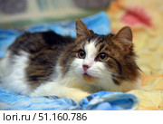 A fluffy domestic cat with expressive eyes, lying on a bright blanket. The animal has thick semi-long fur of white and brown color with dark stripes. The cat looks attentive and slightly wary, its ears are raised, and its gaze is directed forward. The background consists of a multi-colored blanket and soft fabrics, creating a cozy home atmosphere. The picture is perfect for illustrations related to pets, coziness, care and warmth. Стоковое фото, фотограф Анна Кривицкая / Фотобанк Лори