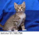 A charming gray kitten with a white chest and paws. The animal sits against a bright blue blanket, creating a contrasting and expressive shot. The kitten looks straight into the camera with large amber eyes, expressing curiosity and trust. Soft light emphasizes the texture of the fur and makes the photo especially cozy. This image is ideal for illustrations related to pets, caring for pets, as well as for use in advertising and design, where an atmosphere of coziness and tenderness is needed. Стоковое фото, фотограф Анна Кривицкая / Фотобанк Лори