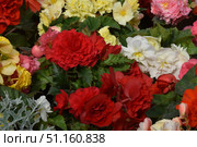 A bright floral carpet of different varieties of begonia. Red, white, yellow and pink flowers form a rich palette, creating a festive and lively mood. The petals differ in shape and texture - from double to smooth, which makes the composition even more expressive. Green leaves with jagged edges emphasize the brightness of the inflorescences, adding depth and contrast. The image is perfect for designing sites about gardening, landscape design, floristry, holidays, decor, as well as for advertising materials related to flowers and nature. Стоковое фото, фотограф Анна Кривицкая / Фотобанк Лори