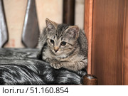 Gray tabby kitten sitting on a soft mat on a chair. The animal is located between wooden furniture and looks alert, looking forward with its big round eyes. Its small paws are neatly folded, and its ears are raised, which emphasizes curiosity and attentiveness. The soft fur with a characteristic tiger color makes the kitten especially cute. The picture conveys an atmosphere of coziness, home warmth and tenderness, ideal for the theme of pets, care and friendship between a person and a pet. Стоковое фото, фотограф Анна Кривицкая / Фотобанк Лори