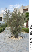 olive tree Close-up of green olives in Jaen, during the summer on a sunny day.olive tree mediterranean plant hq cutout tree arch viz. Стоковое фото, фотограф Zita Khasanova / Фотобанк Лори