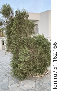 olive tree Close-up of green olives in Jaen, during the summer on a sunny day.olive tree mediterranean plant hq cutout tree arch viz. Стоковое фото, фотограф Zita Khasanova / Фотобанк Лори