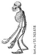 Skeleton of orangutan, illustration from The People's Encyclopedia, Moscow. Russia, 1911. Стоковая иллюстрация, иллюстратор Константин Тимофеев / Фотобанк Лори