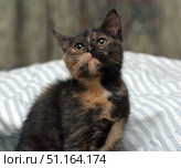 A small kitten with a tortoiseshell coat. Its face combines red, black and brown spots, which gives the animal a special expressiveness and uniqueness. The kitten sits on a striped blanket, slightly lifting its head up, and looks with big curious eyes. The expression on its face evokes affection and is associated with trust and expectation. The background is slightly blurred, which emphasizes the main object - the kitten.The photo is perfect for topics related to pets, caring for pets, home comfort, as well as for advertising food, pet supplies and materials about love for cats. Стоковое фото, фотограф Анна Кривицкая / Фотобанк Лори