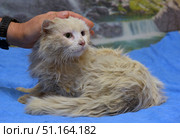 A light fluffy cat with long hair lying on a blue towel. The animal looks tired and weakened: its fur is slightly tangled and dirty, traces of fatigue are visible on its face. A person's hand gently strokes the cat's head, expressing care, support and affection. The background of the photo is blurred, with an image of nature - a waterfall and rocks. The atmosphere of the frame conveys a touching moment of trust between a person and an animal, emphasizing the theme of help and compassion for pets.The photo is ideal for illustrating topics related to animal protection, volunteering, caring for homeless animals, veterinary care and love for pets. Стоковое фото, фотограф Анна Кривицкая / Фотобанк Лори