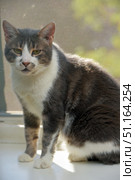 A gray and white cat with expressive green eyes, sitting on the windowsill by the window. The animal looks straight into the camera, creating the impression of attentiveness and slight thoughtfulness. Its fur is thick and well-groomed, with a contrasting combination of gray and white colors. The background is slightly blurred, with shades of green outside the window, which emphasizes the calm and homely atmosphere of the frame. This image is perfect for use in materials related to pets, comfort, caring for pets, as well as in themes of trust and warmth. Стоковое фото, фотограф Анна Кривицкая / Фотобанк Лори